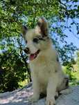 Border Collie / ZKwP/ blue merle pies/