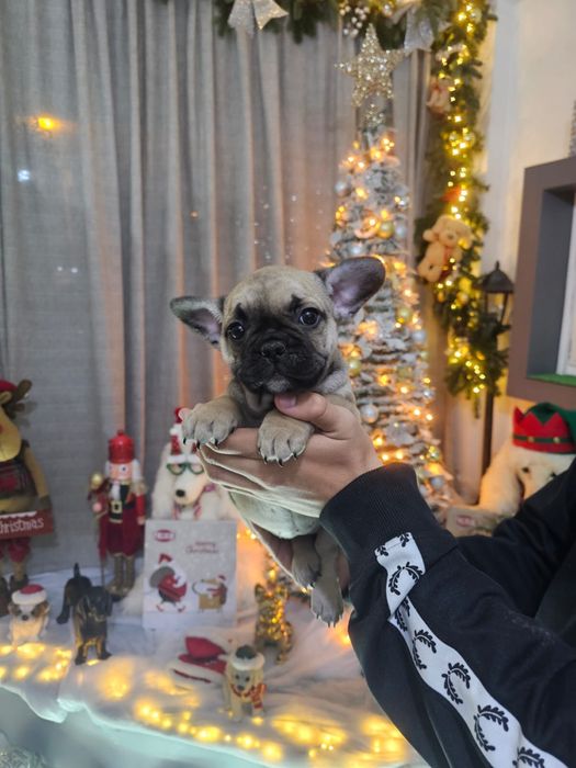 Bulldog Frances  femea fantastica