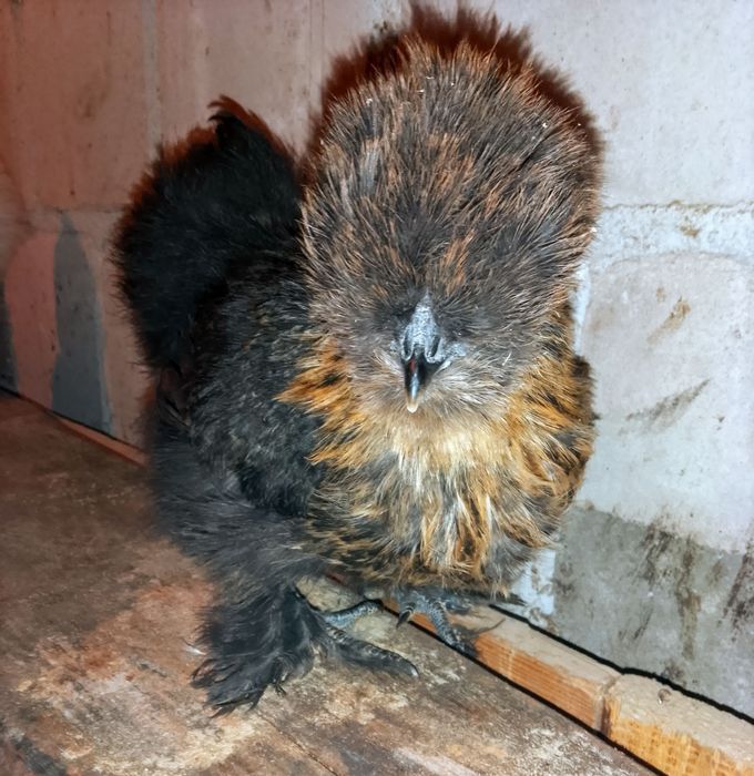 Silki USA silka jedwabista lokowana satynowa