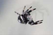 Phidippus regius samiec l6