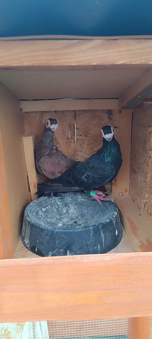 Gołębie brodawczaki para