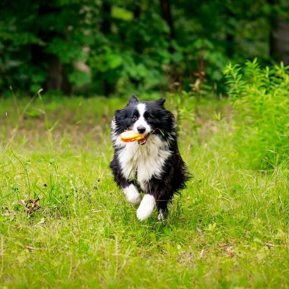 CZIP – pies w typie border collie szuka doświadczonego opiekuna!