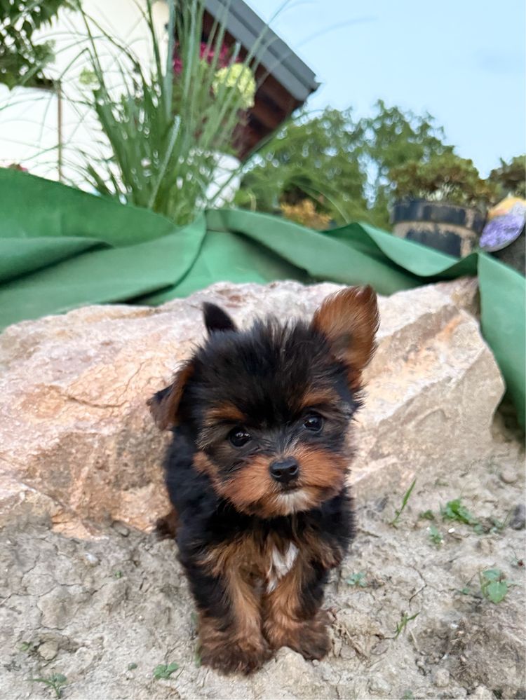 Prześliczny, bardzo malutki piesek Yorkshire Terrier