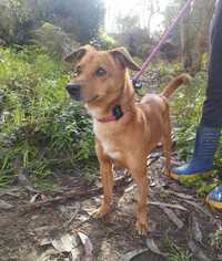 Feliz- cachorra de porte pequeno para adoção