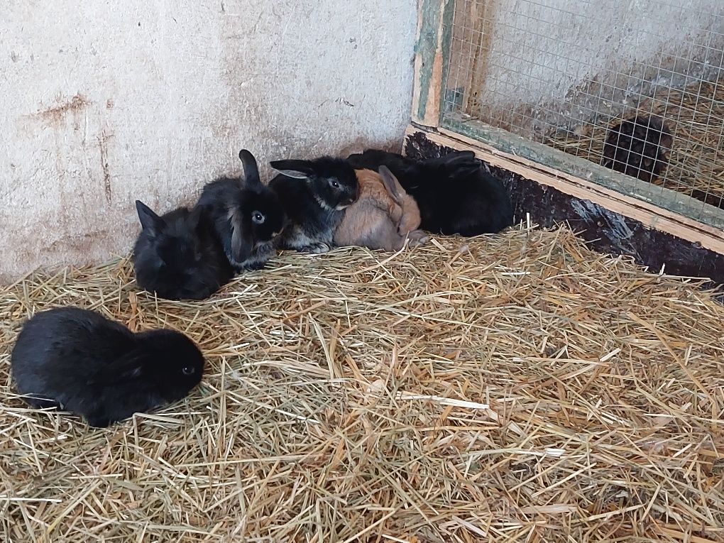 Króliki baranki mini lop