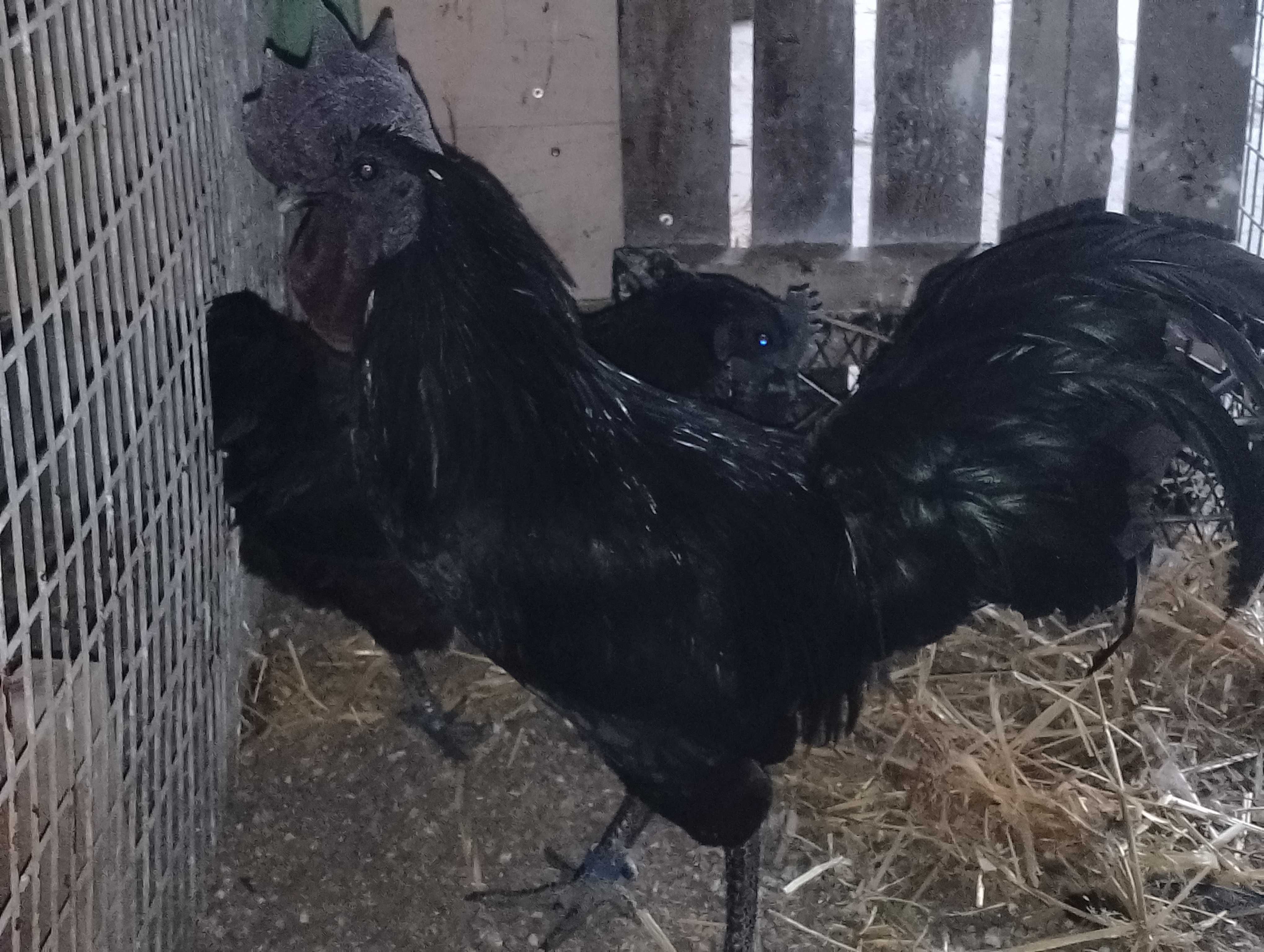 Kury ayam camani