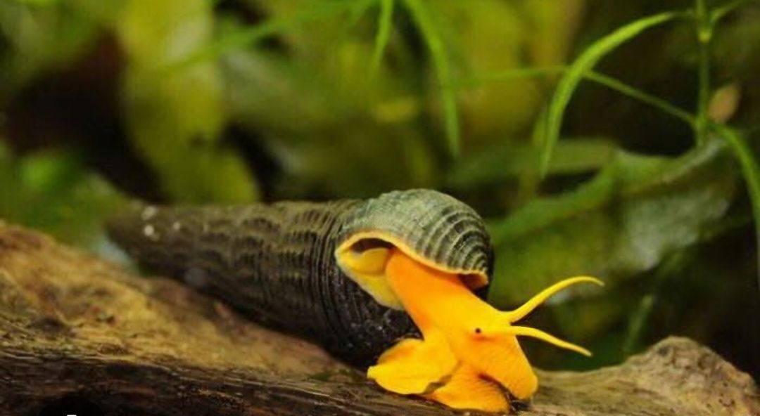 Ślimak tylomelani yellow rabbit ( tylomelania )