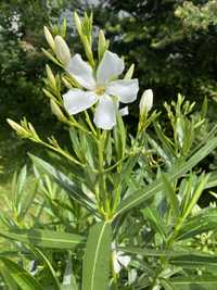 Oleander bialy kwiat