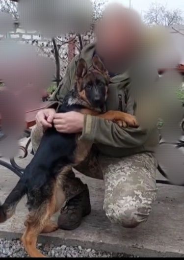 Крупные ,черномордые суки из питомника