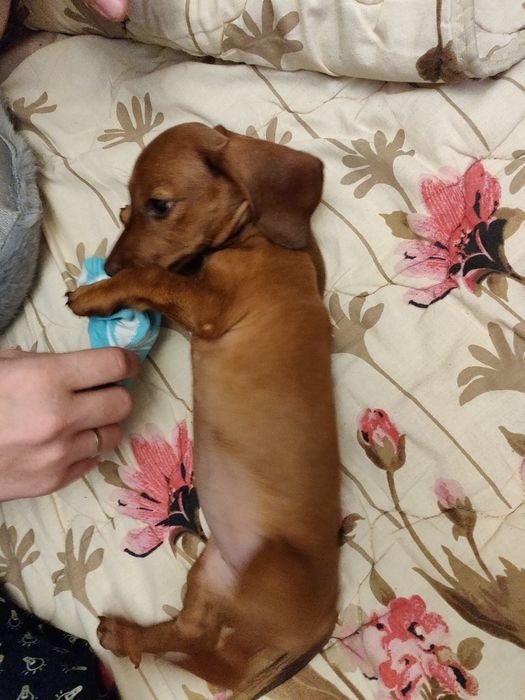 Руда душа, що дарує спокій і тепло