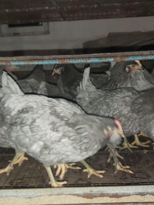 Чешський Домінант 4,5 місяця