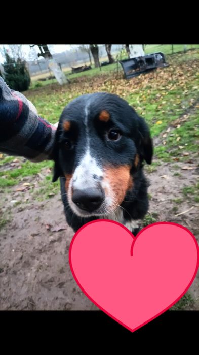 Oddam berneńskiego psa pasterskiego