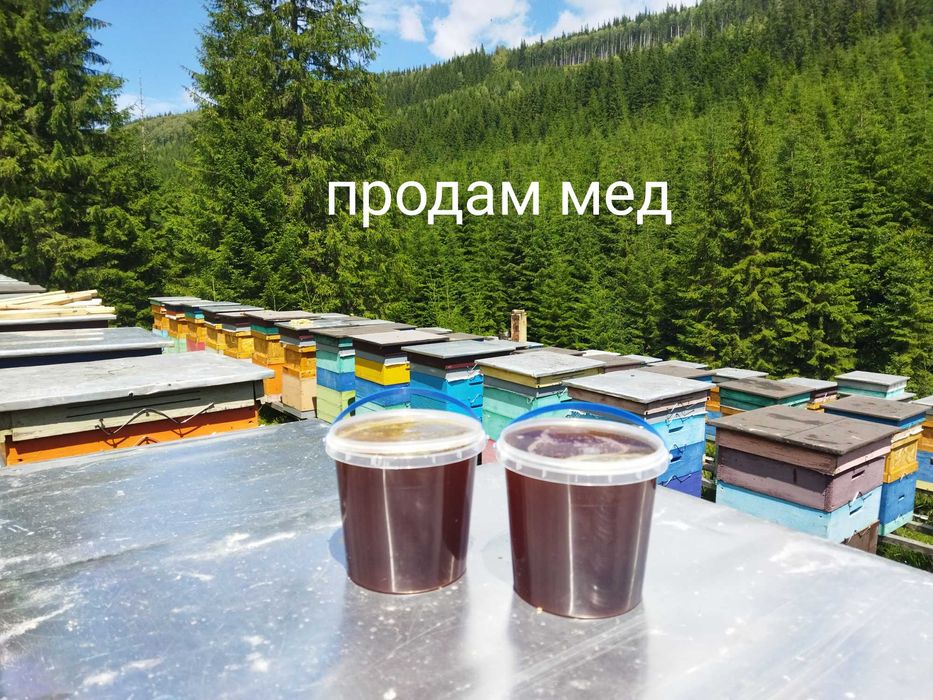 Карпатський лісовий мед
