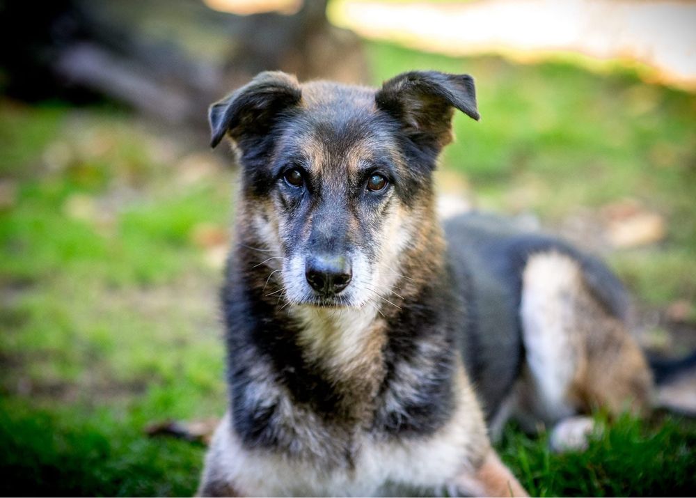 Leo - do adopcji