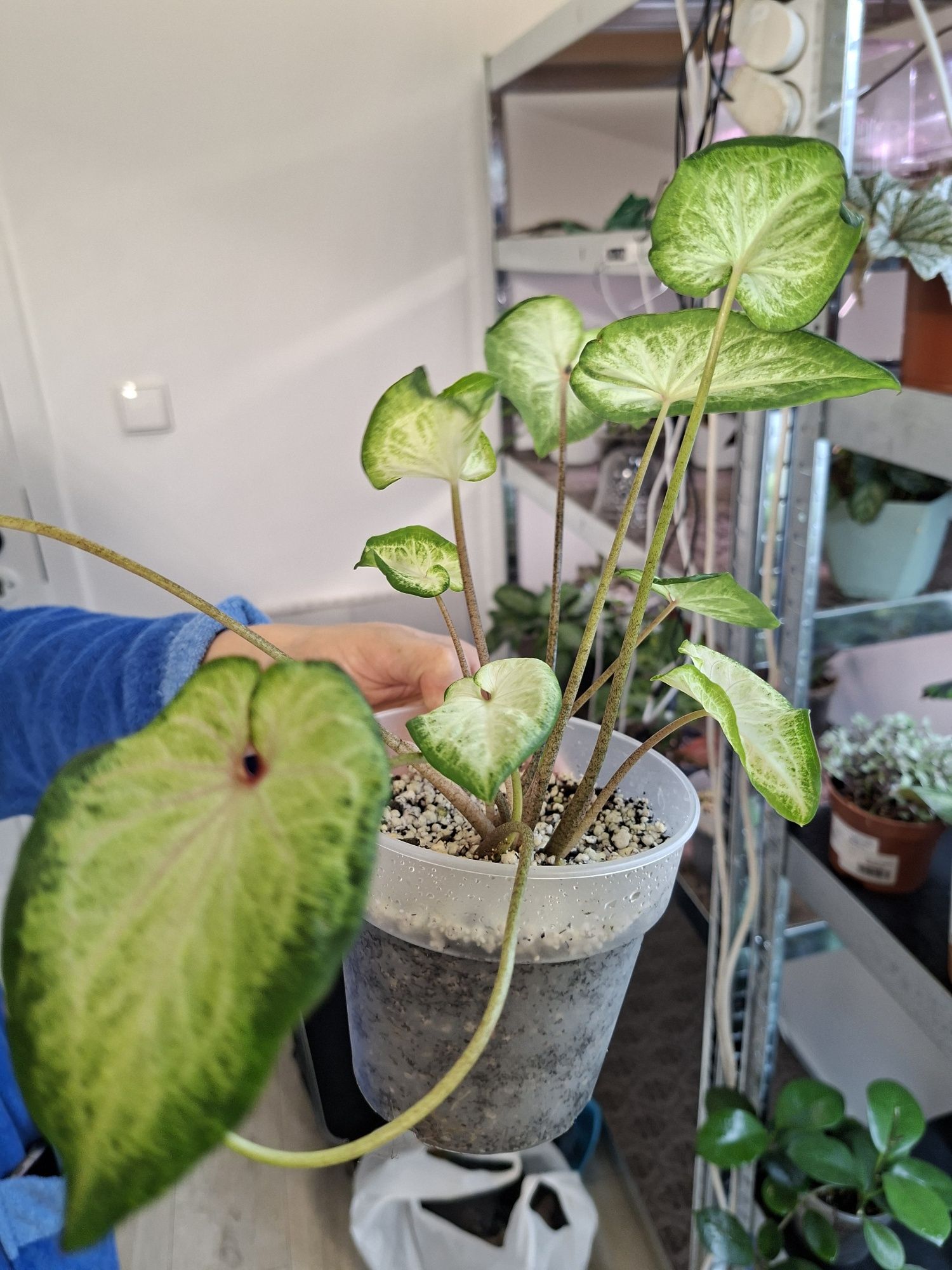 - Caladium - -- .