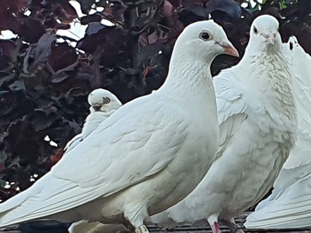 Białe gołębie para na ślub.