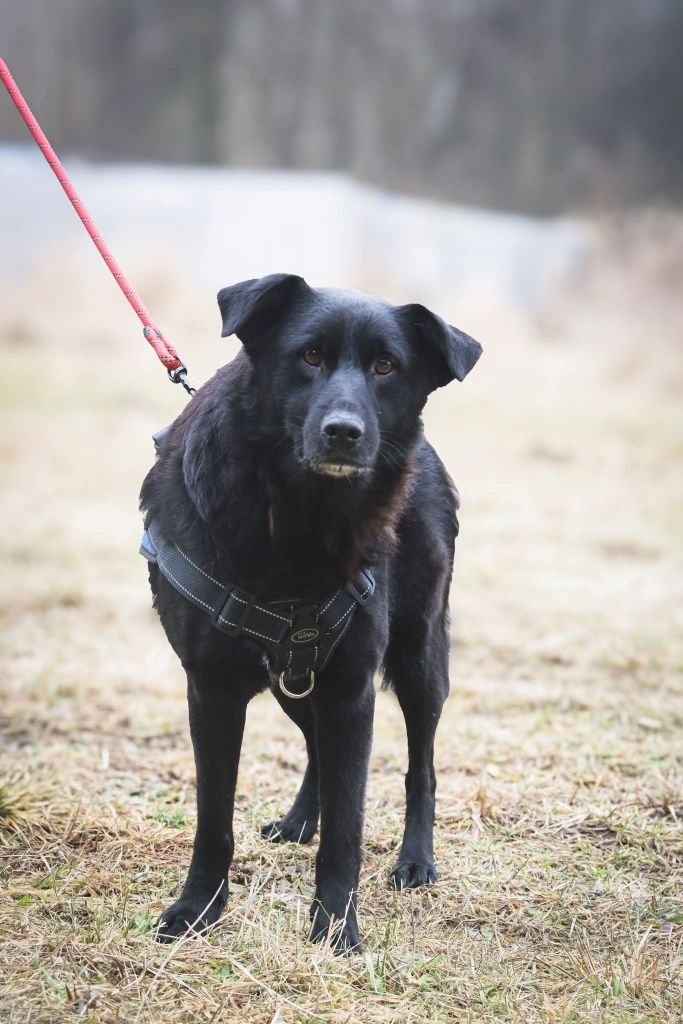Oddany z adopcji Tobiś pragnie znów mieć domek
