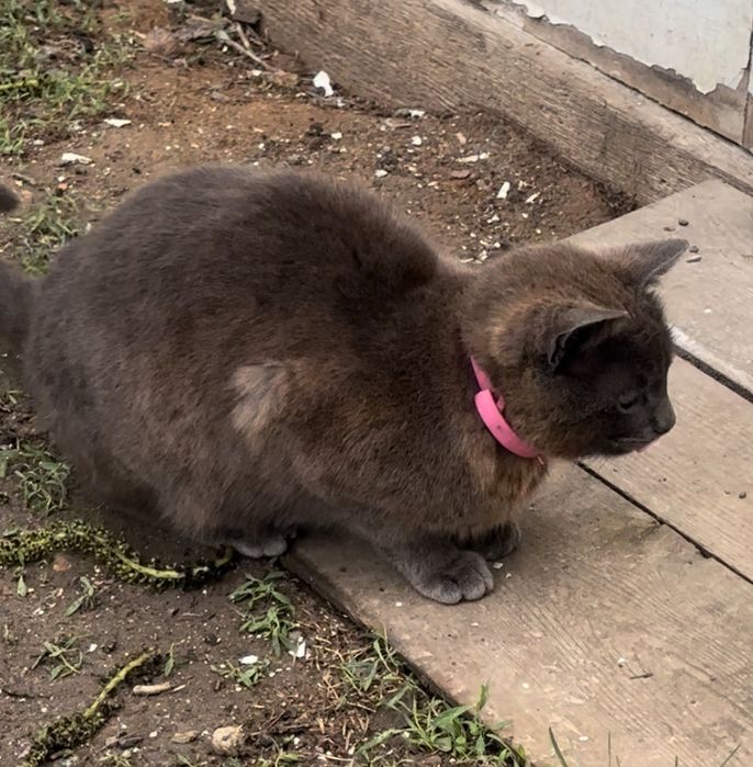 Отдам сестричек-кошечек стерилизованных