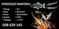 Karp narybek kroczek