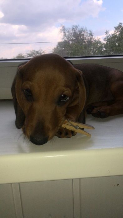 Продам таксу 4 місяця з щепленнями