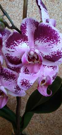 Орхидея / фаленопсис цветущая