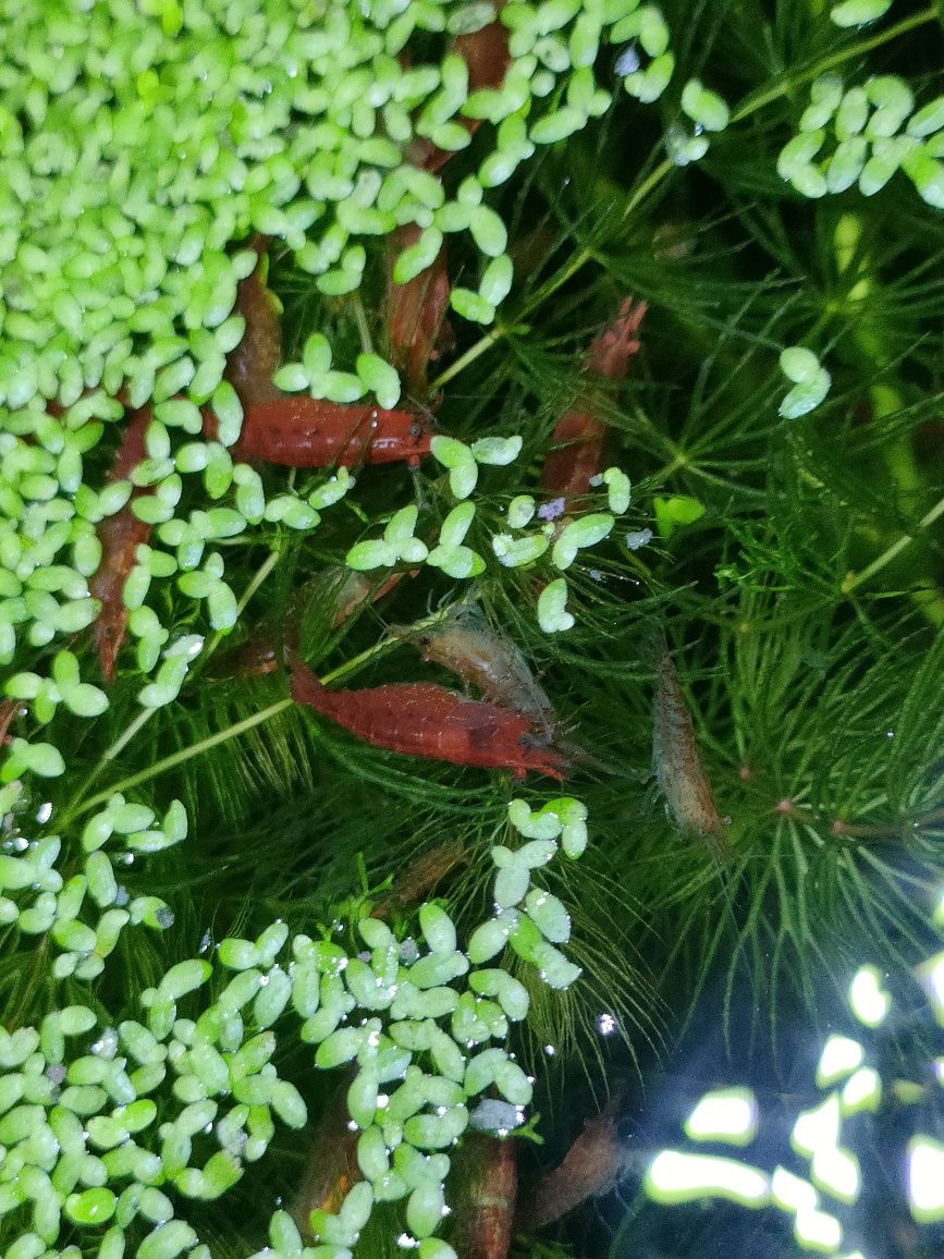 Krewetki Red Cherry 4zl