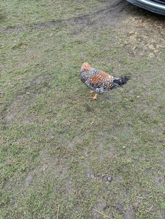 Sprzedam młodego koguta lub zamienię na kurkę