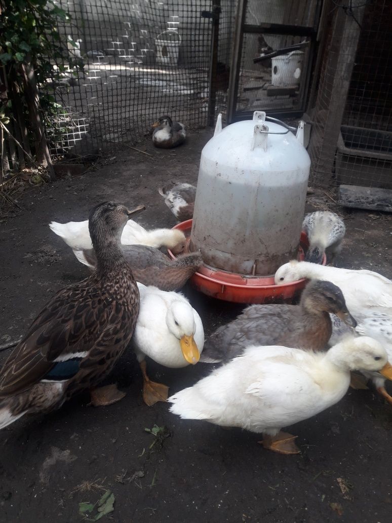 Kaczki Call duck