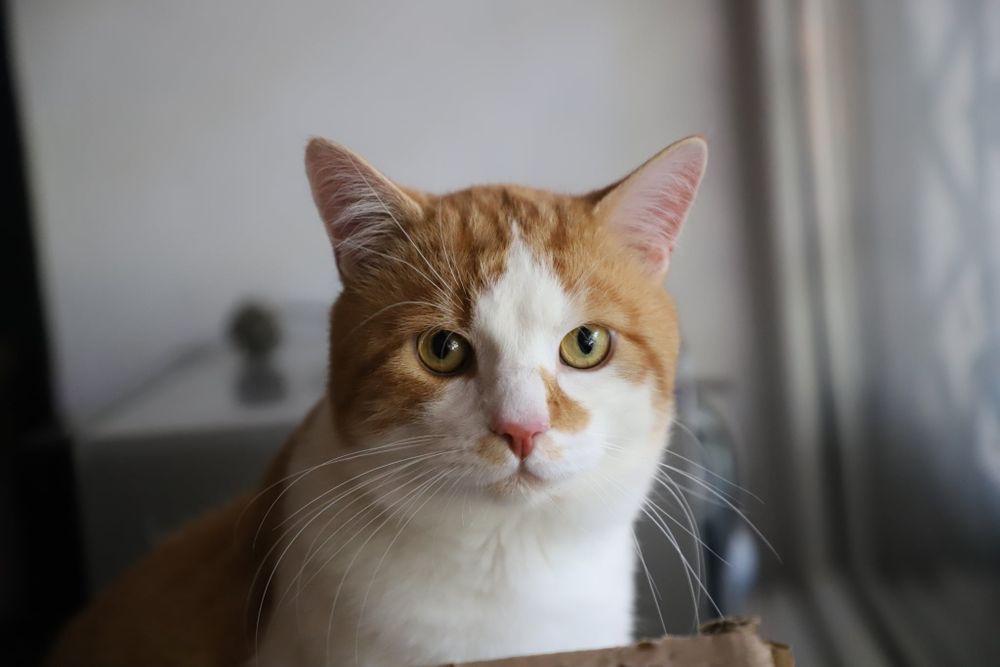 Rudy piękny kocur szuka domu