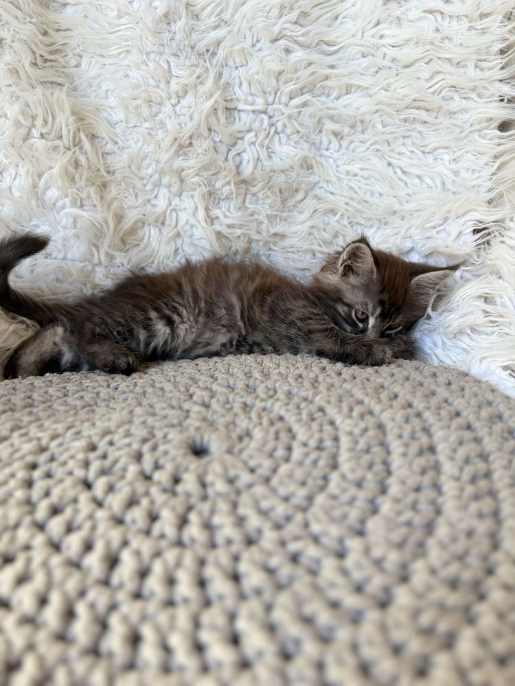 Maine Coon kocurek