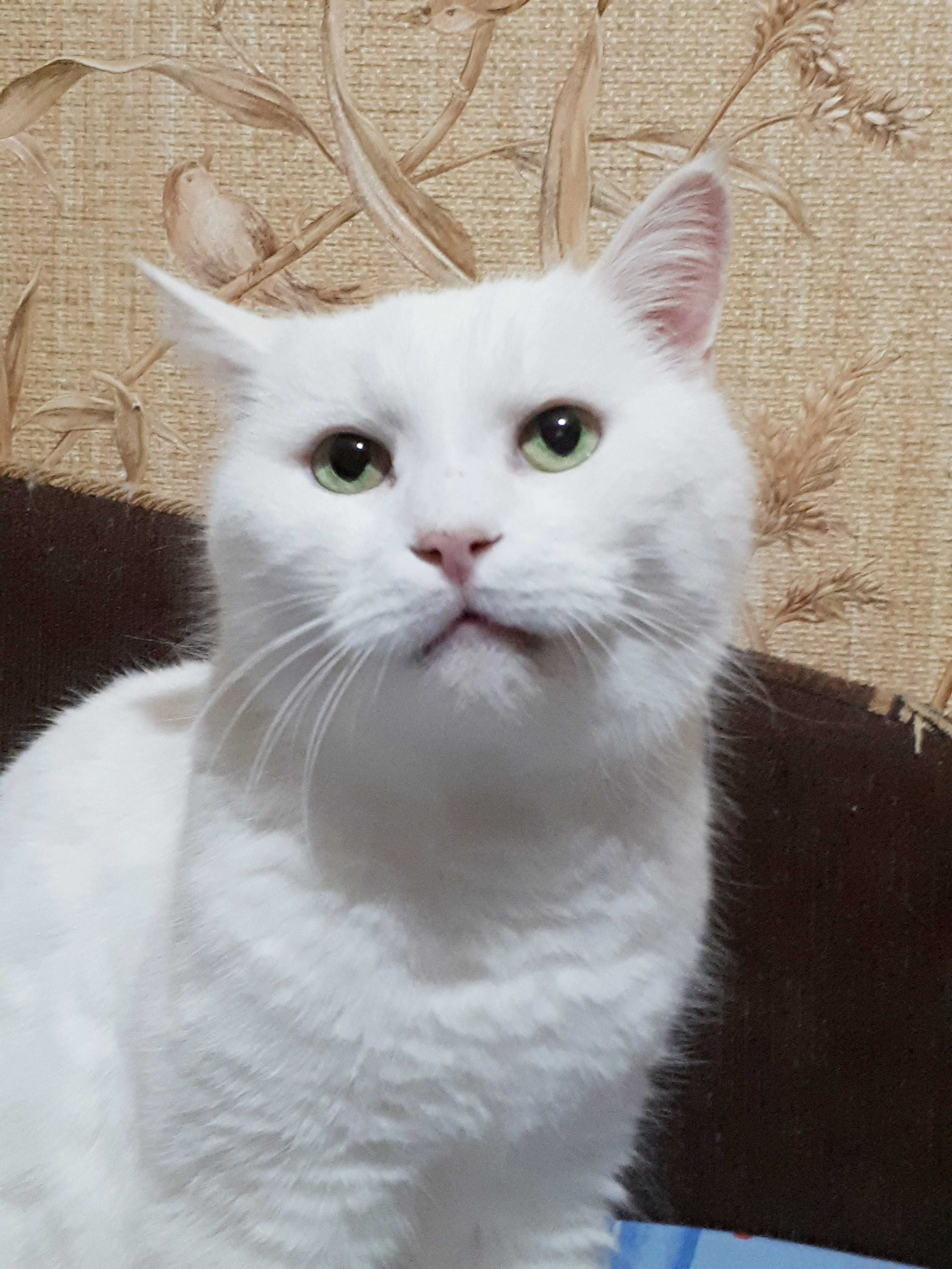 Белая кошка Нюша, 10 лет, стерилизована