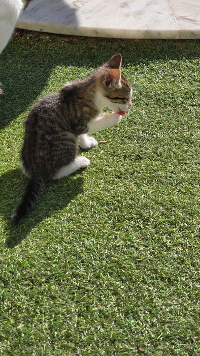 Gatinhos com 2 meses. Para adoção.