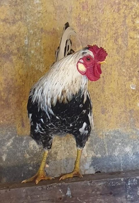 Galos 6 "Chines" Garnize 2 grandes Troco por galinhas frangas ou vendo