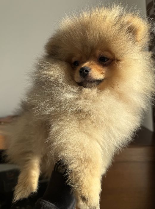 Szoic miniaturowy pomeranian chlopiec