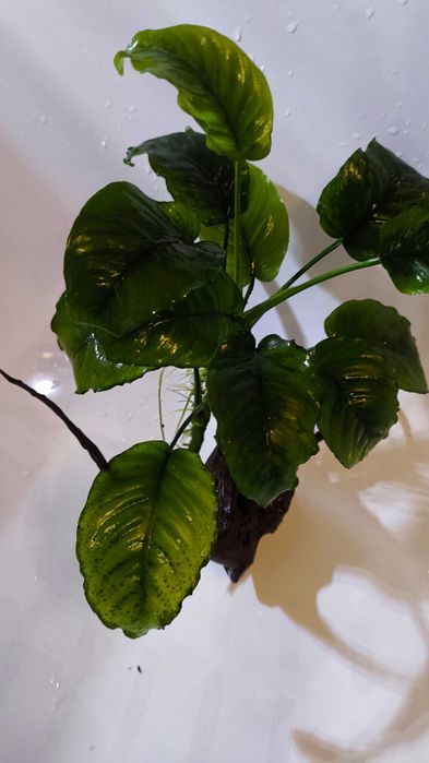 rośliny ANUBIAS akwarium