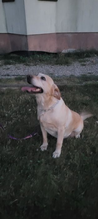 Labrador suka dorosła.