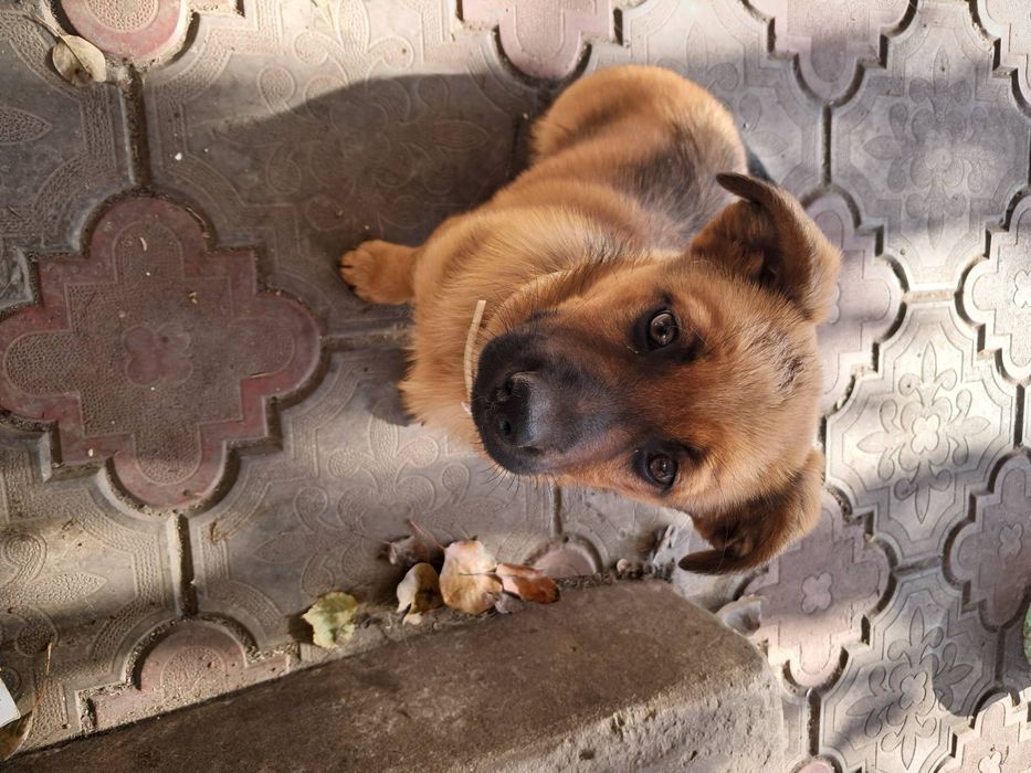 Собака в добрі руки