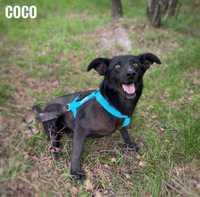 1 rok, 10 kg, aktywna, wesoła Coco adopcja