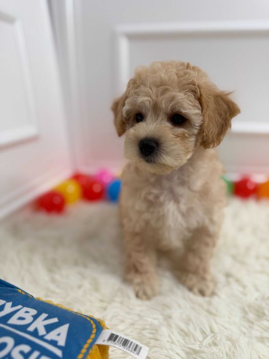 Bichpoo/Poochon Maltipoo