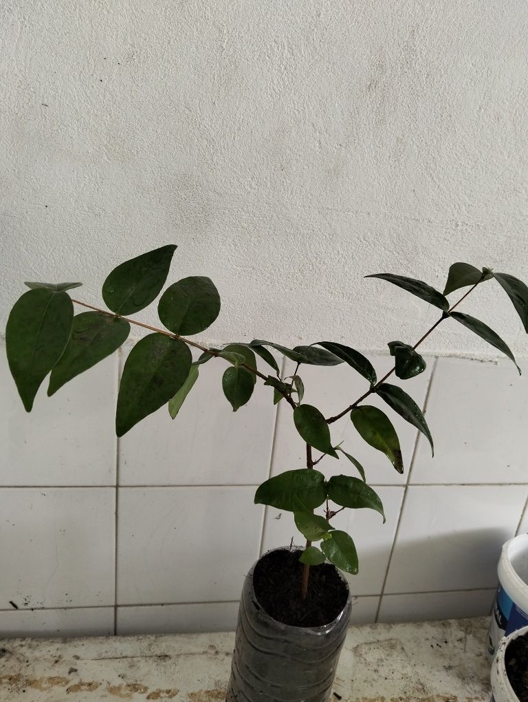 Muda de pitangueira
