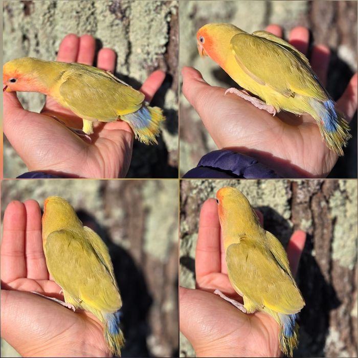 Agapórnis Domesticados