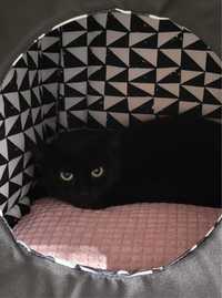 Czarna, około 2-letnia kotka PILNIE szuka domu stałego lub dt!