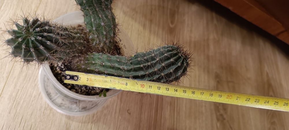 Продам кактус три шт