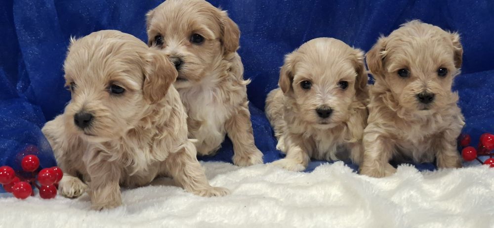 Pieski maltipoo z metryką do odbioru po 15 grudnia