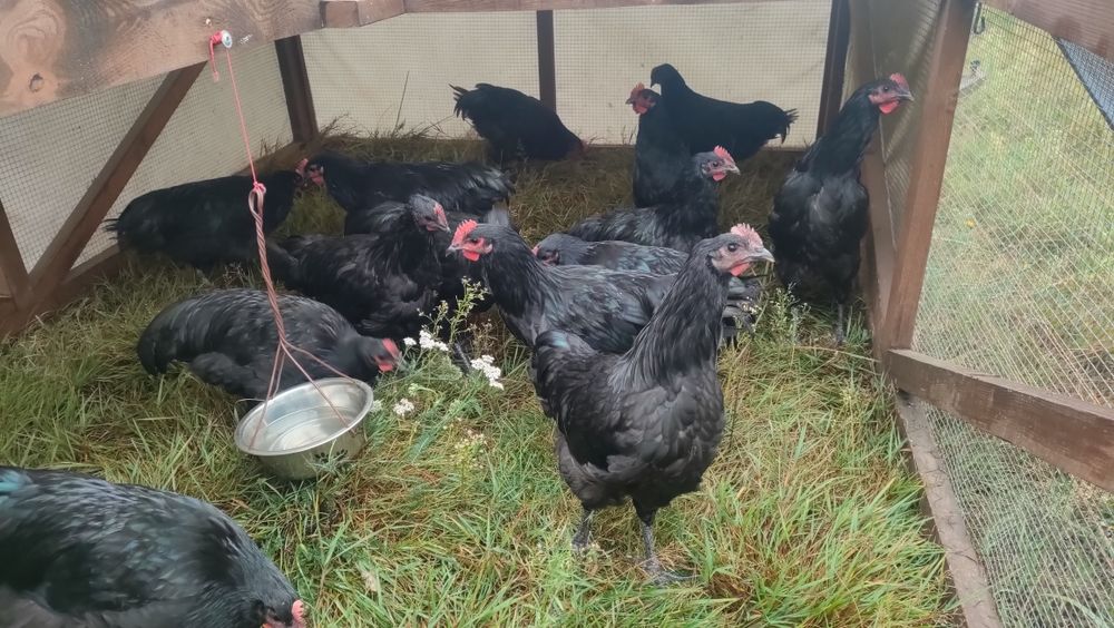 Australorp Czarny Koguty
