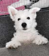 West Highland White Terrier