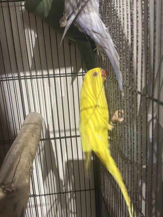 Recznie odkarmiana Aleksandretta obrożna lutino