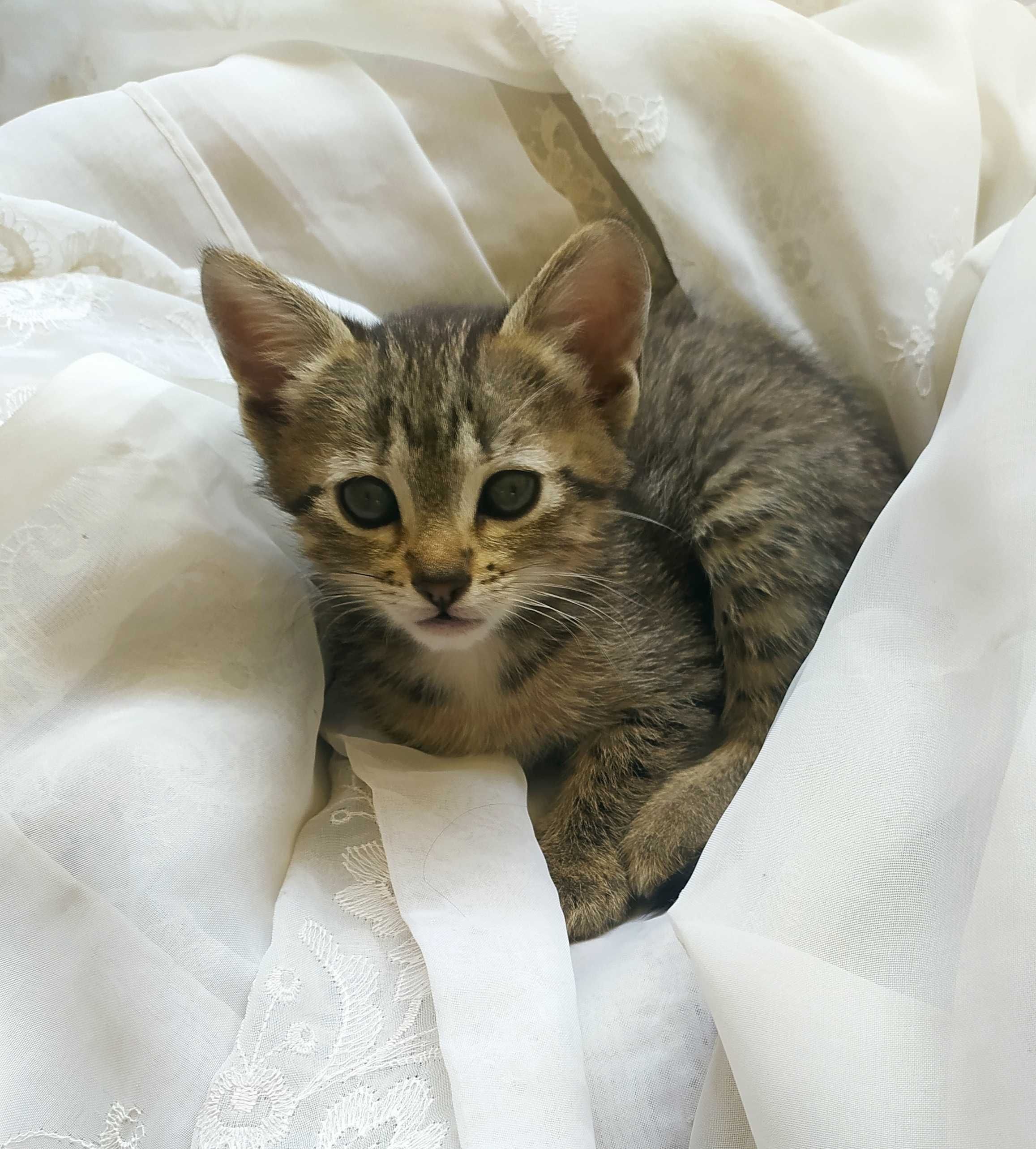 Gatinhos para adoção