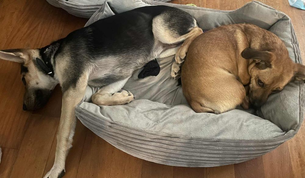 Zadbana i cudowna sunia ,szczeniak,szuka domu.