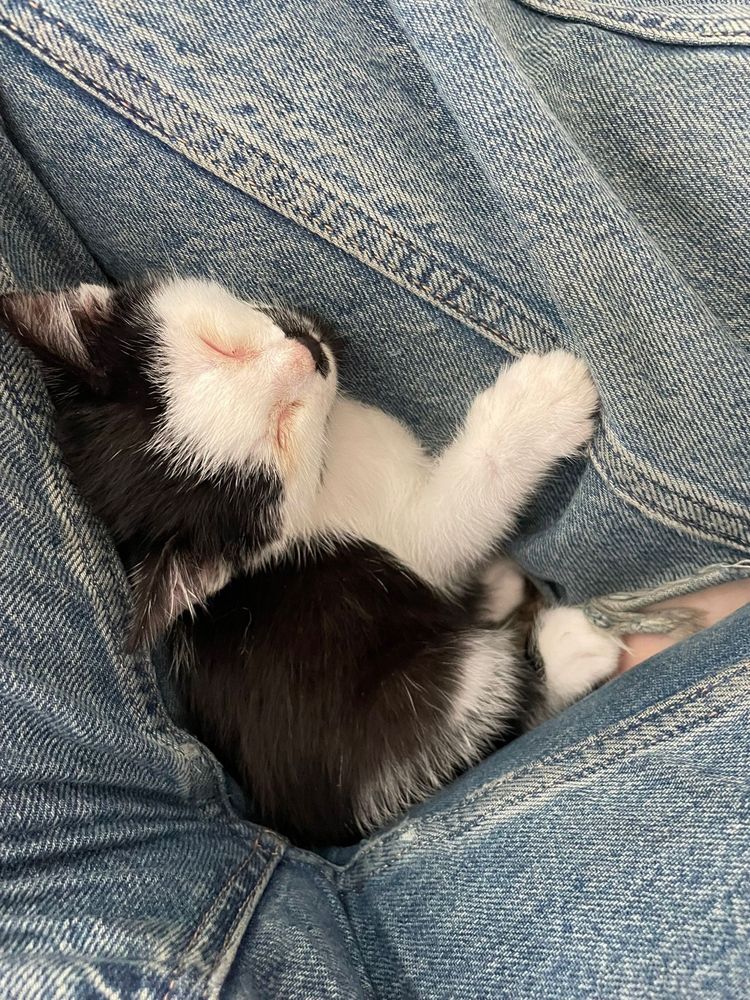 Doação de gatos com desparatizacão e chip